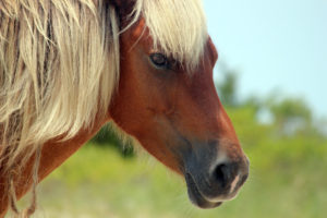 shackleford horse