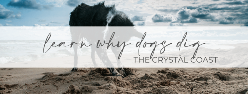 Banner for dogs dig the crystal coast
