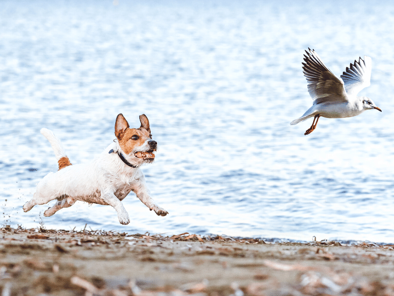 dog on the beach chasing a seagull