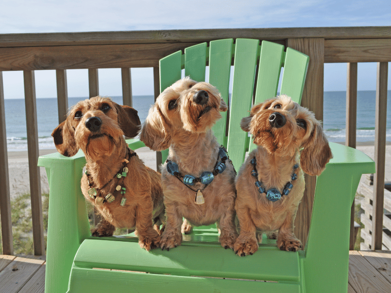 Three terriers sitting in a green chair 