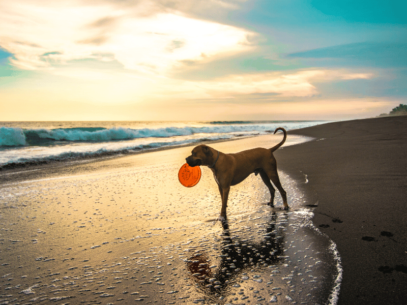 Frisbee and dog on the beach