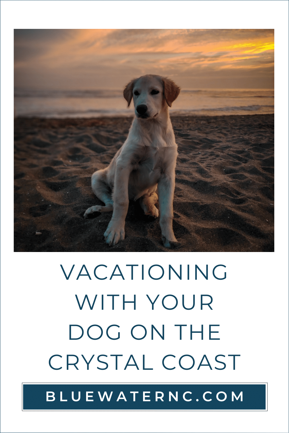 Vacation tips for you and your dog