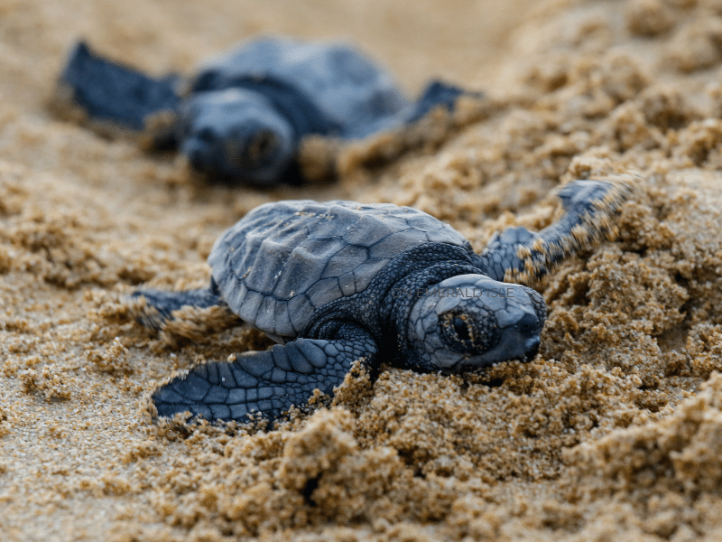 sea turtles nesting emerald isle