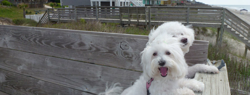 The beaches along the Crystal Coast are dog-friendly.