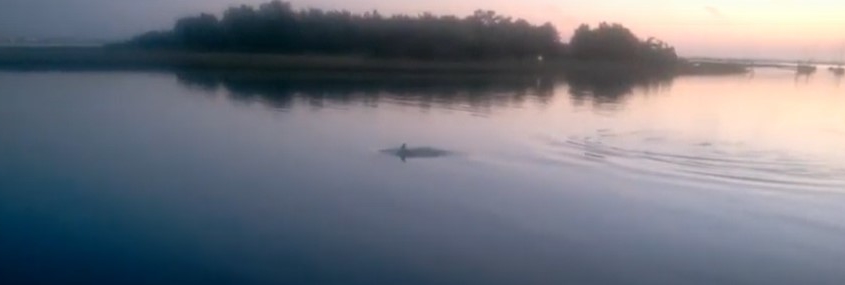 A dolphin sighting in Morehead City.