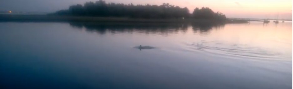 A dolphin sighting in Morehead City.