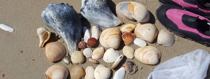 Shelling is one of the many things to do on Shackleford Banks.