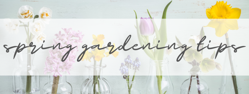 tips spring gardening, spring gardening, spring gardens, spring flowers