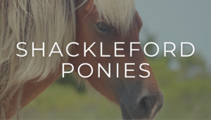 wild ponies, shackleford ponies