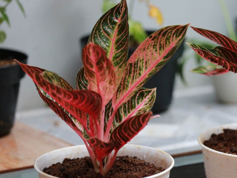 Photo of a Chinese evergreen plant