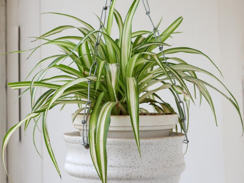 Photo of a spider plant in a hanging basket