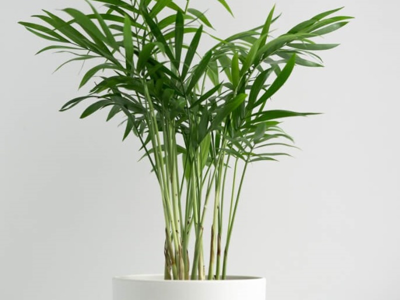 Photo of a Broadleaf Lady Palm plant