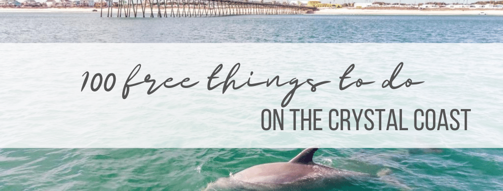 dolphin swimming in the waters of the crystal coast