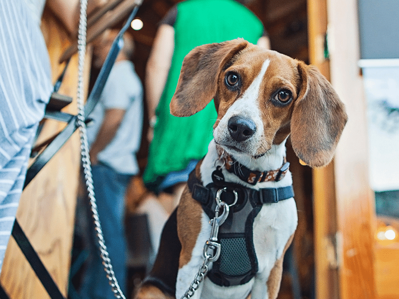 restaurants that are pet-friendly on the crystal coast 