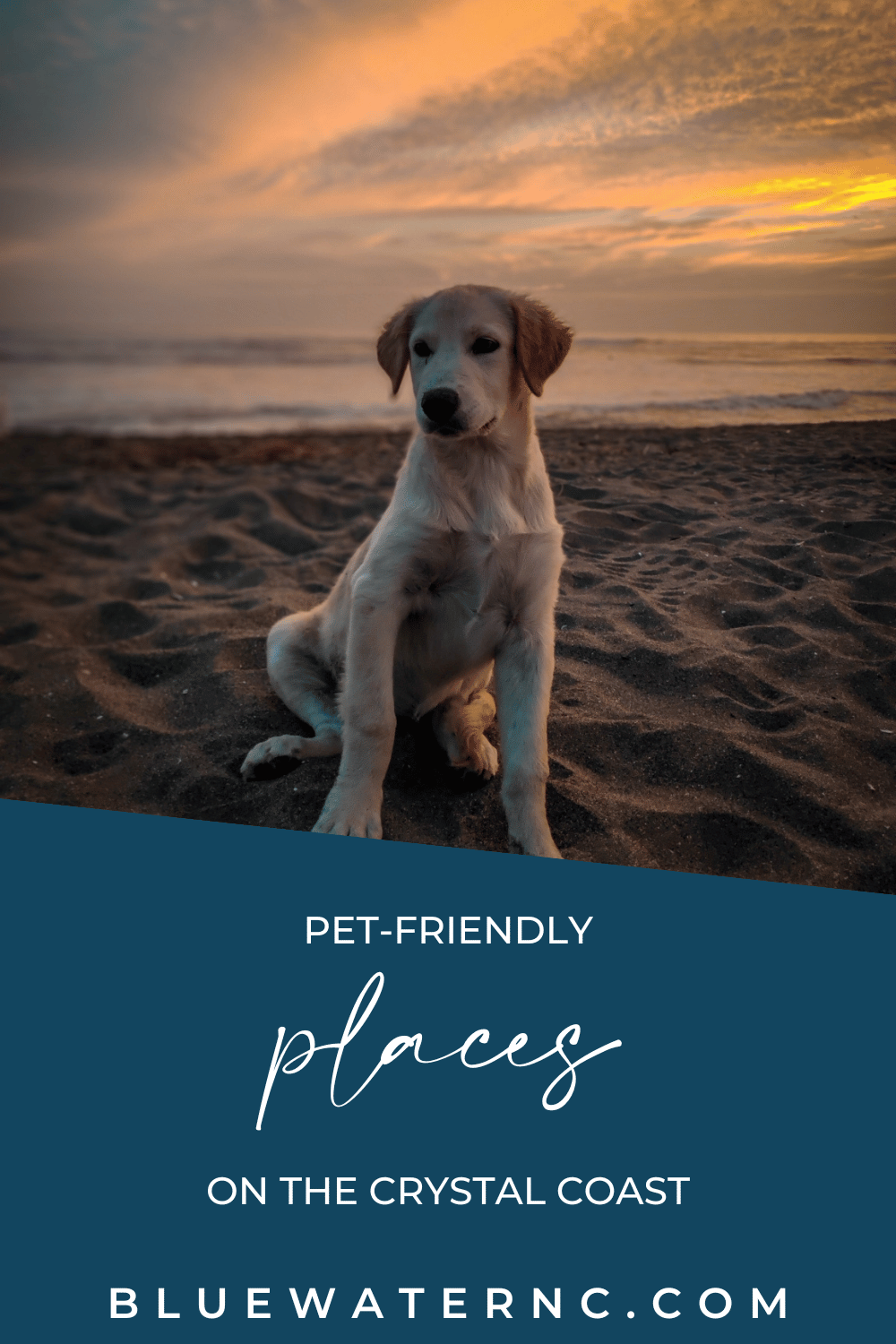 best places to bring your pet on the crystal coast
