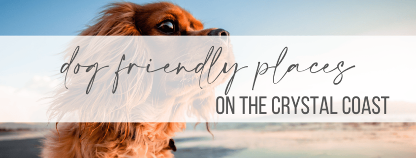 Dog-friendly places on the Crystal Coast
