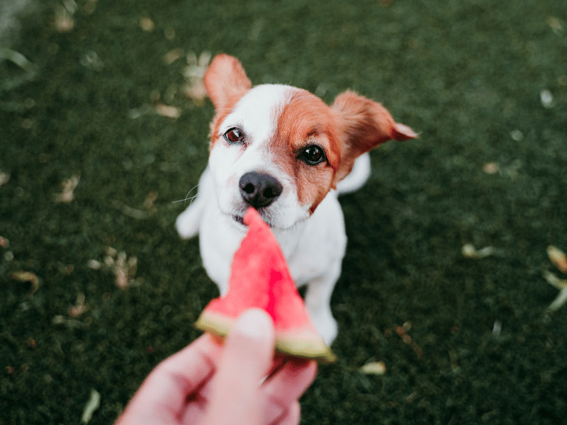 Dog treats you can make while on vacation