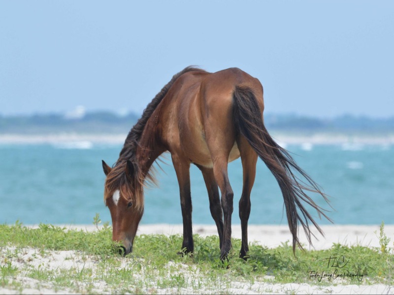 A horse gently grazes near near the beach.
