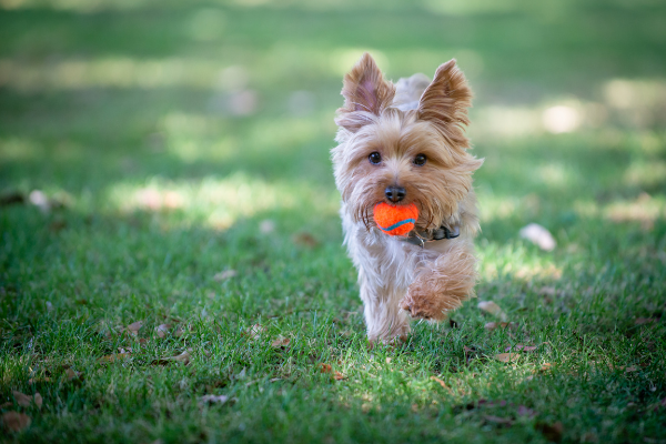 Cute Yorkie with a ball in it's mouth running at the dog park