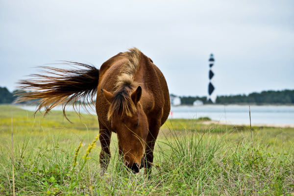 Banker Pony, Shackleford Wild Horse grazing