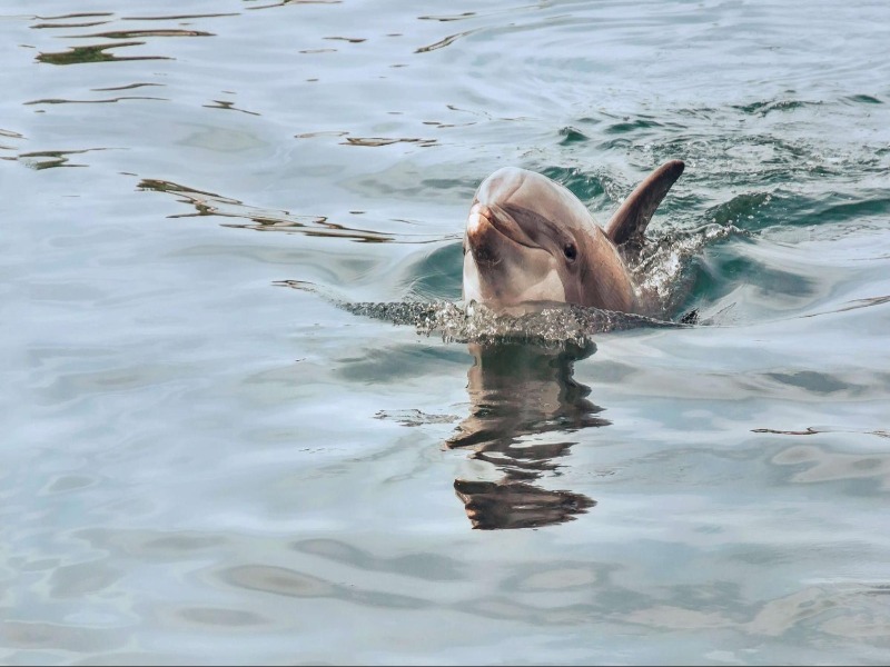 A bottlenose dolphin peers from the water.
