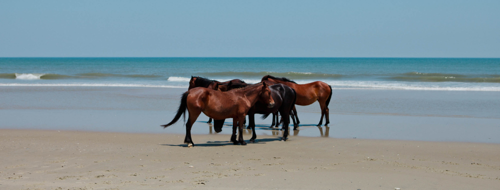 Wild Horses of the Outer Banks Show