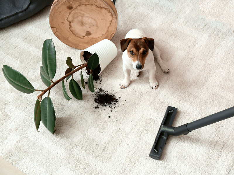 what to do if your dog has an accident in your vacation rental