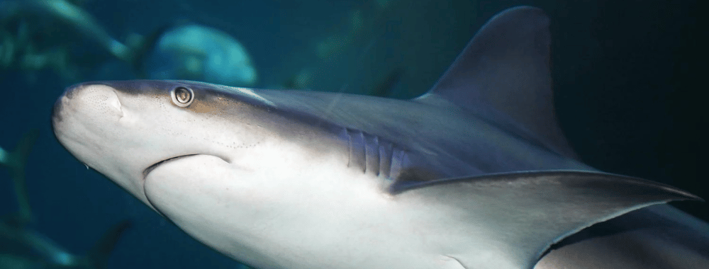 Experience a Living Shipwreck Shark Feeding at the aquarium