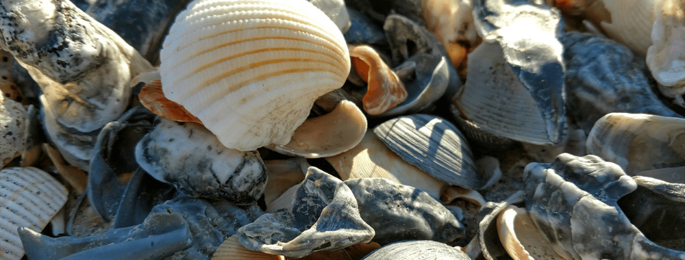 May Beachcombing event in Pine Knoll Shores