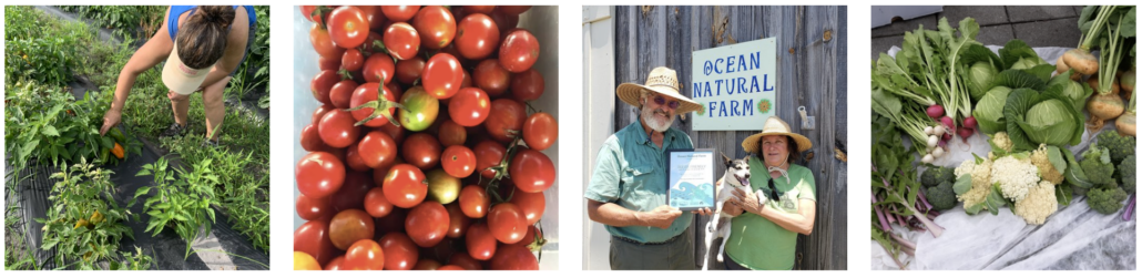 Local Produce Bundles for the VSA program, VSA, Vacationer supported agriculture